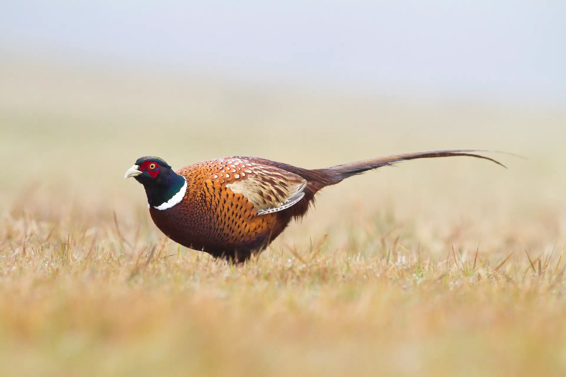 pheasant hunting new brunswick